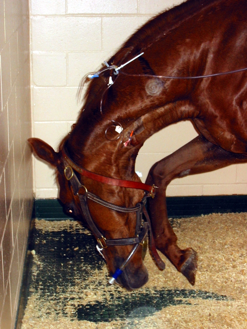 Colic in Adult Horses
