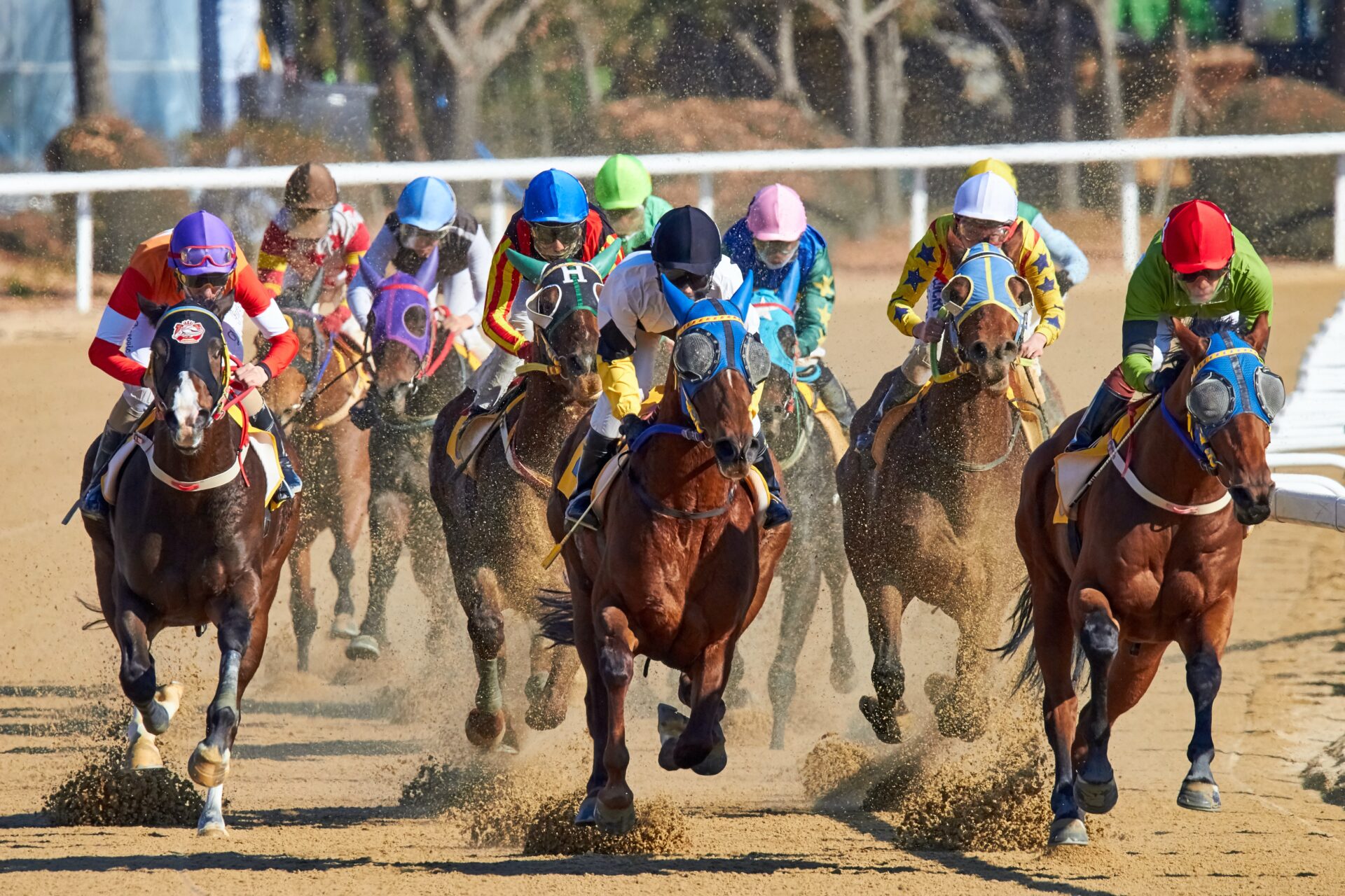 Sudden cardiac death in racehorses